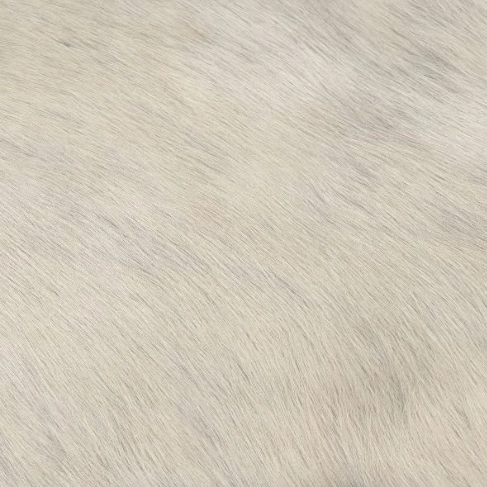 Roar in Champagne Supernova