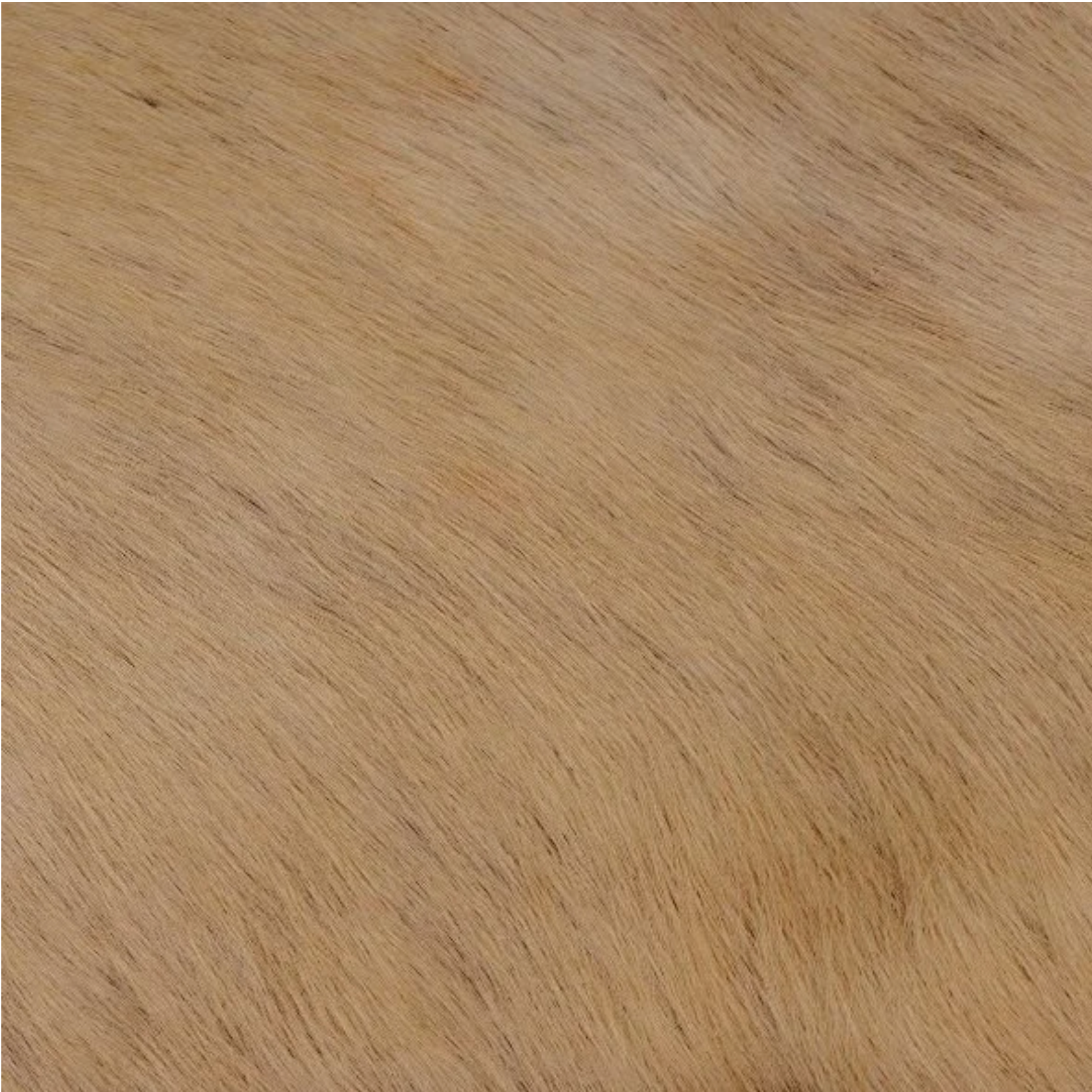 ROAR in Nuts About You